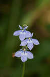 Pale spike lobelia